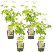Bloomique - Lot de 4 - Acer palmatum 'Going Green' - Érable du Japon - Feuillage vert - Résistant au froid - 25-40 cm de Haut - Pot 10,5 cm