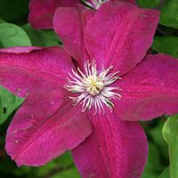Clématite - Clematis 'Rouge Cardinal' - 50-60 cm pot