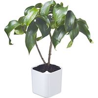 EDEN PLANTENPOT WIT 20X20X21 CM - 5 L ORTHEX 54110 (6)