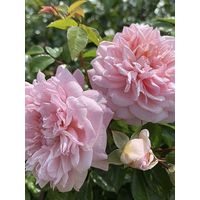 Rosier 'Paul Transon' Pot de 4L/5L