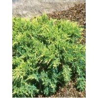 Genévrier 'Gold Star' Pot de 7,5L/10L