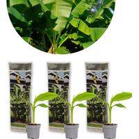 Bloomique - Lot de 3 - Musa Basjoo – Bananier rustique – Plantes de jardin – Rustique – 20-30 cm de haut – Pot 10,5 cm