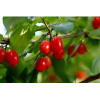 Cornus plant (cornus mas)