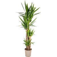 Yucca Elephantipes - Plante d'Intérieur Verte - Tronc Robuste - Ø 27 cm - H 150-170 cm - PANGIVO