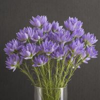 Pack of 6 x 60cm Purple Starflower Stem - 30 Flowers - Premium Quality