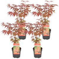 Bloomique - Lot de 4 - Acer palmatum Atropurpureum - Érable du Japon - Feuillage rouge - Résistant au froid - 25-40 cm de Haut - Pot 10,5 cm