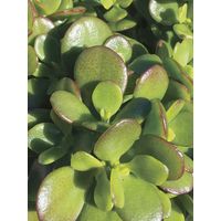 Crassette 'Minor' Pot de 1L/1,5L