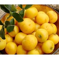 Vivaio Garden Forest – Pomme Kei (Dovyalis caffra) arbre fruitier exotique 100 cm – Feuillage vert foncé – Résistant à la sécheresse – Haie impénétrable