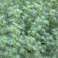 Lupins, 25 kg bleu, pauvre en substances amères, aliment protéiné, conditionneur de sol, engrais vert