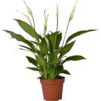 Spathiphyllum Bingo Cupido – Plante d’intérieur à fleurs blanches, pot 12 cm, hauteur 45 cm - PANGIVO