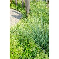Bambou Fargesia Rufa Non Traçant pour Jardin et Balcon Feuillage Vert Clair Hauteur 60 cm Lot de 4 - PANGIVO