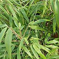 Bambou parapluie - Fargesia murieliae 'Rufa' - 60- 80 cm pot