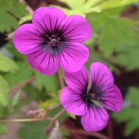 4 x Géranium vivace - Geranium 'Ann Folkard' - godet 9x9 cm