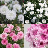2000 graines de bleuet rose et blanc - Graines de fleurs sauvages, plantes vivaces résistantes, parfaites pour décorer vos jardins et prairies