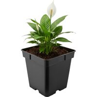 Garronda Pot de Fleur Carré en Plastique 18 × H 18 cm (4L) Godet Semis Pot de Pépinière avec Drainage Résistant Intempéries pour Culture Plantes Jardin Serre Intérieur Extérieur GD-0199