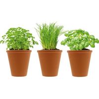 Pots en terre cuite pour herbes aromatiques – Hauteur 8cm, diamètre 9cm – Idéal pour culture intérieure – Lot de 2 – Blumen