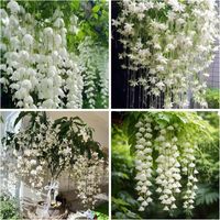 Semences Jasmin Grimpant 200 pcs – Plante Parfumée pour Jardin, Balcon et Décoration Extérieure