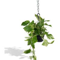 Epipremnum Marble Queen Plante d’Intérieur Retombante ou Grimpante Feuillage Panaché Pot Ø15 cm Hauteur 25 cm - PANGIVO