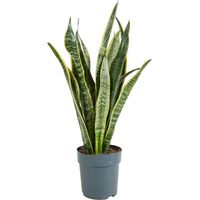 Bloomique - Sansevieria Laurentii - Langue de Belle-Mère - Plantes d’intérieur - Dépolluante - Très Facile à Entretenir - 30-40 cm de Haut - Pot 12 cm