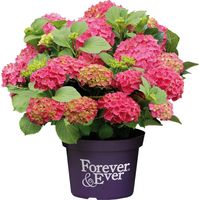 Hortensia Forever&Ever® Rouge, Hydrangea macrophylla/Pot de 5L - Touffe