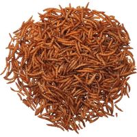Agrarshop Mehlwürmer 10 kg Vogelfutter Wintervogelfutter Nahrungsergänzung