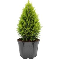 Garronda Pot de Pépinière Rond en Plastique Ø28 x 22 cm (10L) - Pot Semis Robuste avec Drainage Repiquage Pot de Fleur Exterieur Grande Taille et Culture de Conifères Serre Jardin GD-0205 Noir