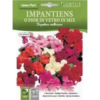 Impatiens mix coloré pour jardin et balcon