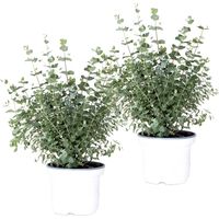 Bloomique - Lot de 2 - Eucalyptus gunnii - Gommier - Arbuste - Persistant - 40-50 cm