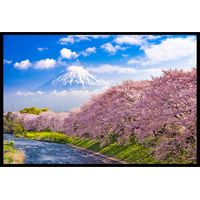 Affiche encadrée mont Fuji et cerisiers en fleurs