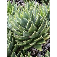 Aloe nain Pot de 2L/3L