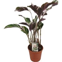 Calathea Fusion White - Plante d'Intérieur au Feuillage Panaché - Pot Ø 14 cm - Hauteur 40 cm - PANGIVO