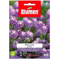 Zwergviolette Alyssum-Samen im Umschlag