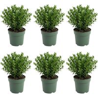 Bloomique - Lot de 6 - Ilex crenata Jenny - Houx japonais - Plante rustique - Plante balcon - Hauteur 10-20 cm - Pot 10 cm