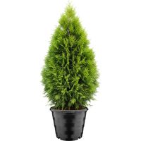 Garronda Pot de Pépinière Rond en Plastique Ø39 x 31 cm (25L) - Pot Semis Robuste avec Drainage Repiquage Pot de Fleur Exterieur Grande Taille et Culture de Conifères Serre Jardin GD-0205 Noir