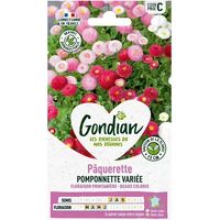 Pâquerette pomponnette Variée - GONDIAN