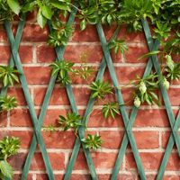 Sage Green Wooden Garden Trellis Panel 180x30cm Expandable Timber Trellis for Climbing Plants Outdoor Wall or Fence Support