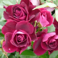 Rosier à fleurs groupées 'Burgundy Ice' Pot de 2L/3L