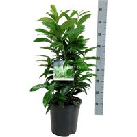 Laurier-cerise Genolia 60/80cm Pot 6L - Prunus laurocerasus Genolia