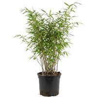 Bloomique - Fargesia Nitida Gansu - Plante bambou - Non envahissante - Rustique - Persistante - Plante haie - Plante de Jardin - 50-70 cm haut - Pot 17 cm