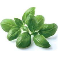 EMSA CLICK & GROW BASILIQUE (M5260900) CLICK AND GROW