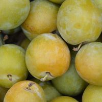 Prunier Reine Claude Dorée/Pot de 12L - Gobelet 3 ans