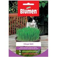 Samen Gras für Katzen Blumen