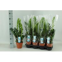 Zamioculcas plante d’intérieur feuillage vert brillant pot 14 cm hauteur 65 cm - PANGIVO