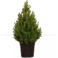 PICEA GLAUCA ‘CONICA’ (O ‘ALBERTIANA ‘CONICA’) 100 cm – Naturale e Fresco