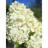 Hortensia paniculé 'Bombshell'® Pot de 2L/3L