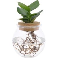 Clusia en bocal en verre avec bouchon, plante hydroponique d’intérieur, 12 cm x 30 cm - PANGIVO