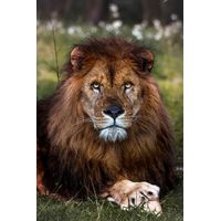 Tableau animaux pattes de lion Toile imprimée