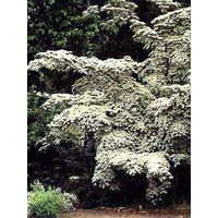 Cornouiller du Japon 'Chinensis' Pot de 3L/4L