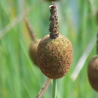 4 x Massette naine - Typha minima - godet 9x9 cm