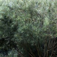 Saule à feuilles d'argousier, Salix/Pot de 5L - Touffe